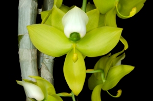 Cycnoches warscewiczii SVO Green Goddess AM/AOS 81 pts.